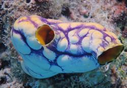 A purple tunicate or sea squirt